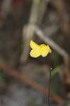 Zigzag bladderwort